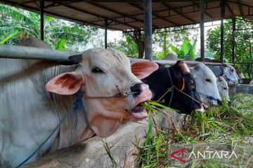 Kasus LSD pada sapi di Tangerang tembus 303 ekor