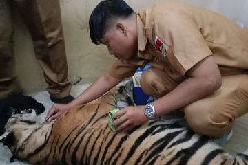 Seekor harimau terjerat di Pasaman tidak bisa terselamatkan