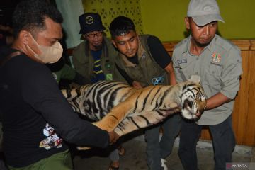 Harimau Sumatera mati akibat jerat babi