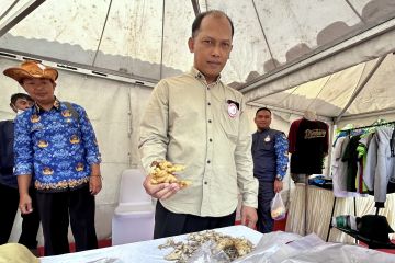 Koperasi Agrofarm Bondowoso kirim 5 ton lempuyang ke produsen jamu