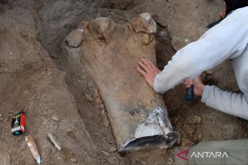 Ilmuwan Argentina temukan fosil dinosaurus leher panjang