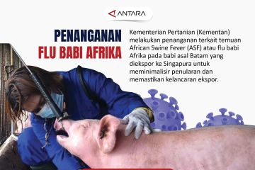 Penanganan flu babi Afrika