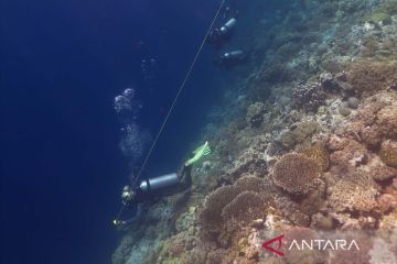 Wisata bawah laut Pulau Tomia Wakatobi