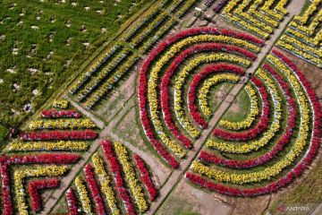 Wisata bunga Celosia di Gorontalo