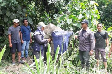 BKSDA Aceh kerahkan tim pantau kesehatan anak gajah terkena jerat