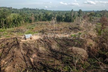 Ladang ilegal dalam kawasan penyangga taman nasional