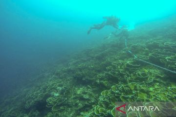 Transplantasi terumbu karang di Pulau Toran