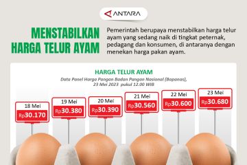 Menstabilkan harga telur ayam