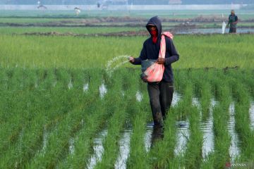 Mentan pacu produksi beras di daerah hijau antisipasi dampak El Nino