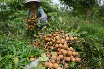 Harga grosir produk pertanian mingguan China turun