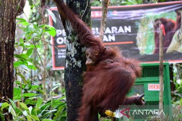 BKSDA Kaltim evakuasi orang utan kurus yang melintasi area tambang