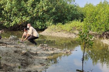 Lampung dukung rehabilitasi mangrove jaga kelestarian ekosistem