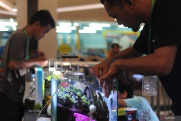 Kontes aquascape di Palembang