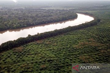 Apkasindo sebut kemitraan kunci petani tingkatkan produktivitas sawit