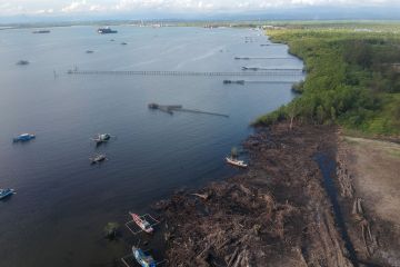 Kawasan mangrove rusak di Bengkulu