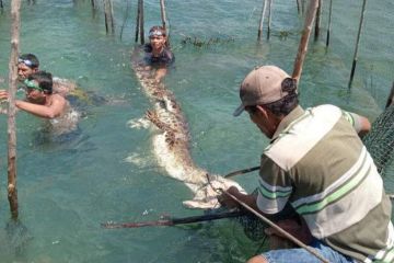 Warga Gorontalo Utara selamatkan buaya terkurung di sero