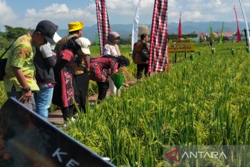 139 varietas benih padi dipamerkan di Jogja Agro Park Kulon Progo