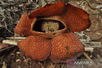 Bunga Rafflesia Arnoldi mekar di Bengkulu