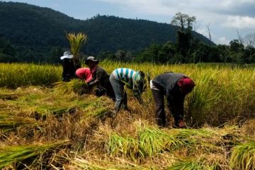 Pemprov Riau tingkatkan ketahanan pangan dengan dua program unggulan