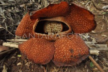 Bunga Rafflesia Arnoldi Mekar Sempurna