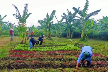 Surabaya optimalkan "urban farming" penuhi kebutuhan pangan warga