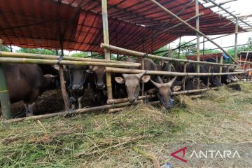 MUI Bekasi imbau warga pilih hewan kurban sehat