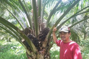 Apkasindo Kalbar berharap harga TBS sawit bisa pulih kembali