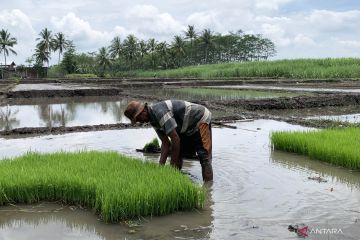 El Nino dan stabilitas pasokan pangan dalam negeri