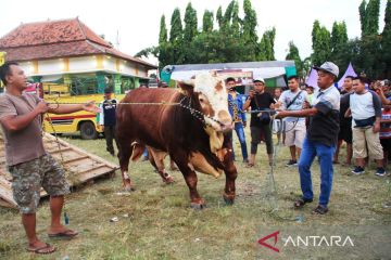 Pemkab Situbondo gelar kontes ternak untuk tingkatkan nilai jual sapi