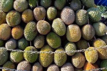 Syukuran panen, warga Donggala gelar makan durian gratis