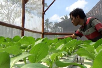 Bercocok tanam jadi pilihan generasi milenial Kabupaten Sleman