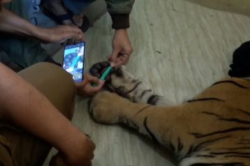 Harimau Sumatra mati terjerat perangkap warga di Pasaman