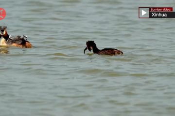 Kawanan burung migrasi berkembang biak di kawasan Danau Hengshui