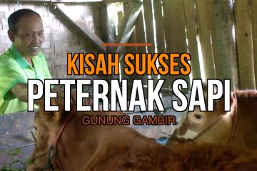 Kisah sukses peternak sapi Gunung Gambir penerima bantuan PUMK