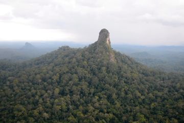 Langkah Kaltim turunkan emisi karbon melalui rehabilitasi hutan