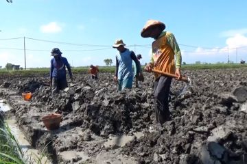 Memasuki kemarau, minat petani Ngawi menanam tembakau meningkat