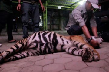 Mencari penyebab utama matinya harimau sumatera di Pasaman