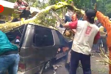 Mobil tertimpa pohon akibat angin kencang, 1 keluarga jadi korban