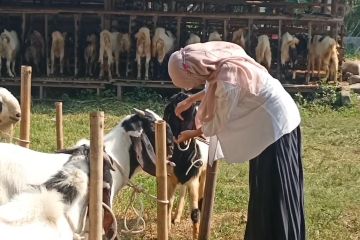 Pasar Hewan Cilegon jamin kesehatan hewan kurban dari luar Banten