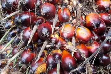 Petani kelapa sawit di Sumut optimistis harga jual kembali stabil