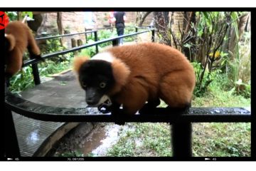 Berinteraksi dengan satwa menggemaskan di Jatim Park