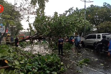 Pohon tumbang di Banjarmasin, satu orang tewas hingga kemacetan parah