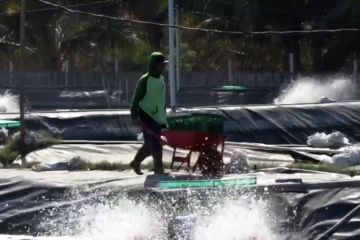 Shrimp Estate belum terealisasi, Pemkab Sumbawa tawarkan skala kecil