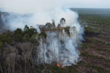 Dishut Sumbar sebut 90% lahan terbakar di Pesisir Selatan terkendali