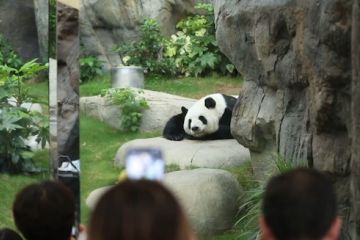 Panda raksasa nikmati kehidupan penuh warna dengan manusia