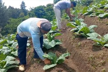 Alokasi pupuk subsidi menurun petani jagung pilih tanam tembakau