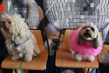 Parade anjing menggemaskan di Puppy Prom