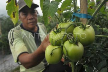 Cuaca panas ekstrem ganggu siklus panen cabai dan tomat
