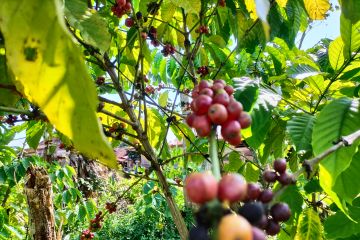 Dinas Perkebunan bagikan kiat jaga & tingkatkan produksi kopi Lampung