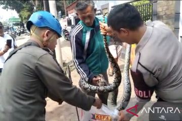 Ular Sanca sepanjang tiga meter diamankan di SMAN 2 Tangsel